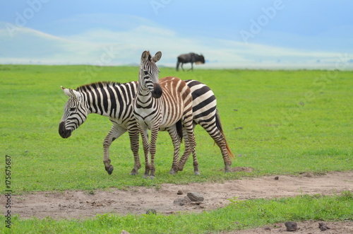 The African animals. Tanzania