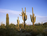 Saguaro cacti (Carnegiea gigantea), Maricopa Mountains, Arizona, USA, North America