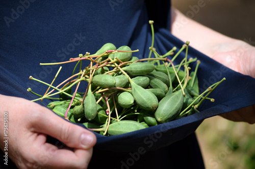 Photos Capparis spinosa Cucunci Capers Kapary cierniste Capperi Kappertje Alcaparra Кап