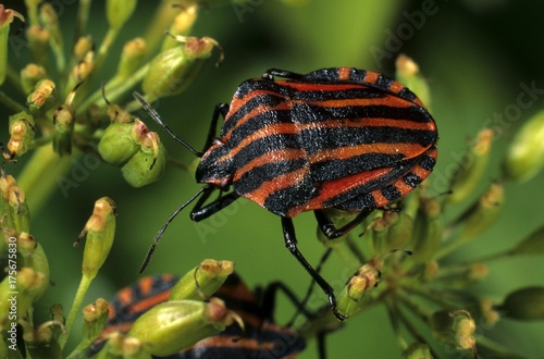 Striped Shield Bug (Graphosoma lineatum)