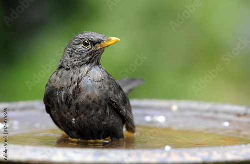Female Blackbird (Turdus merula) bathing