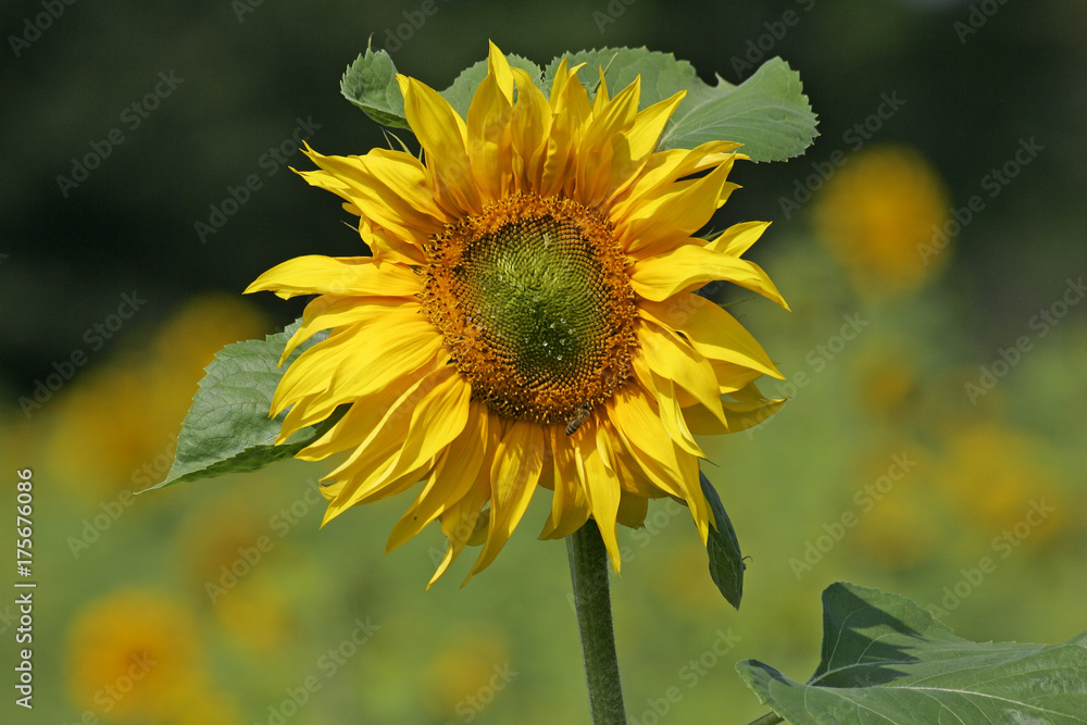 Fototapeta premium Common sunflower (Helianthus annuus)