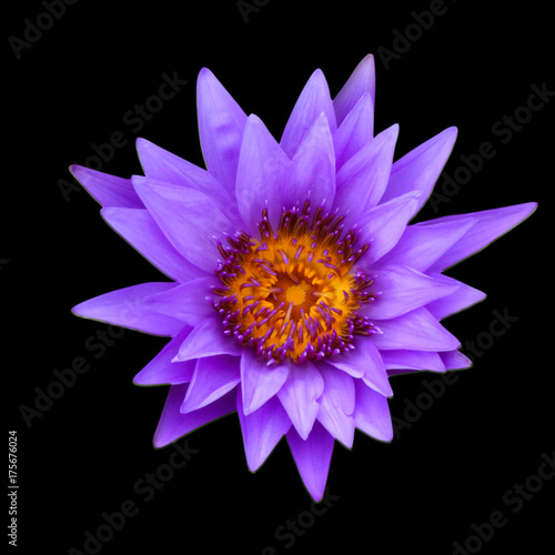 PurpleLotus isolated