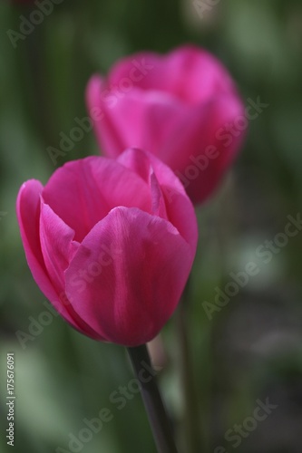 Tulips  Tulipa 