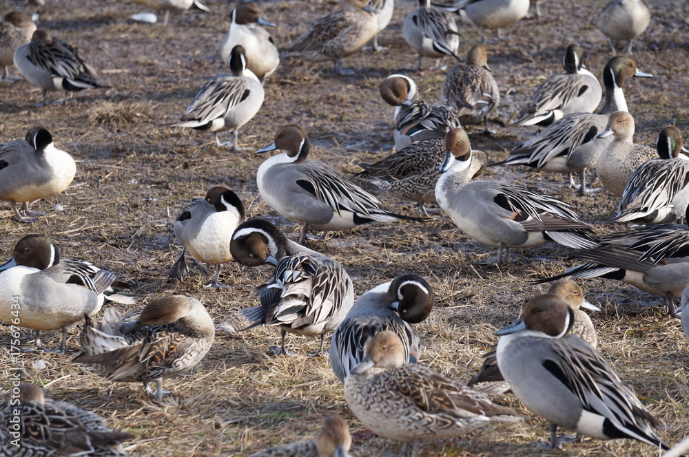 Obraz premium オナガカモの群れ