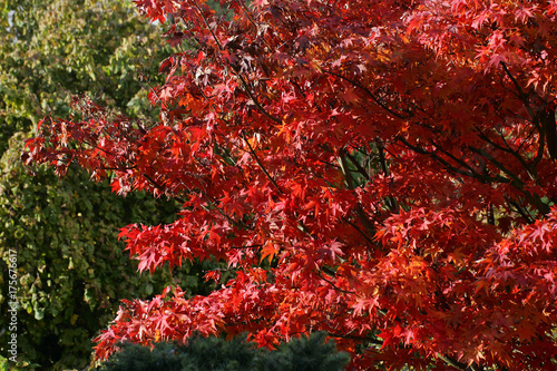 Japanese maple cultivar Ozakazuki - leaves in red autumn colours - colourful foliage  Acer palmatum cultivar Ozakazuki 