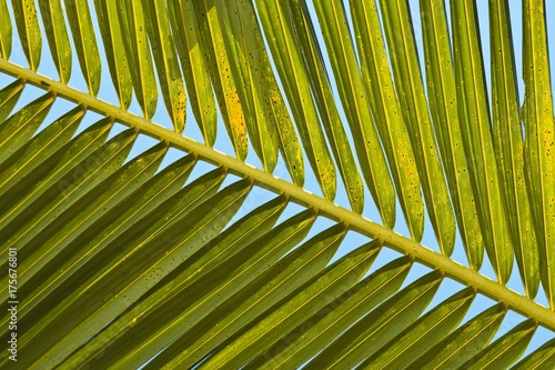 Palm frond  Indonesia  Asia