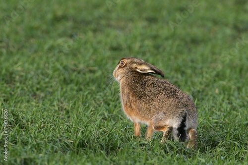 European hare  Lepus europaeus 