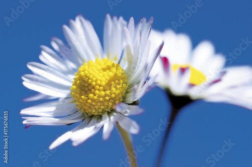 Daisies  Bellis perennis 