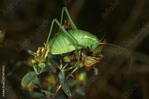 Wallpaper Mural Isophya pyrenaea, cricket Torontodigital.ca