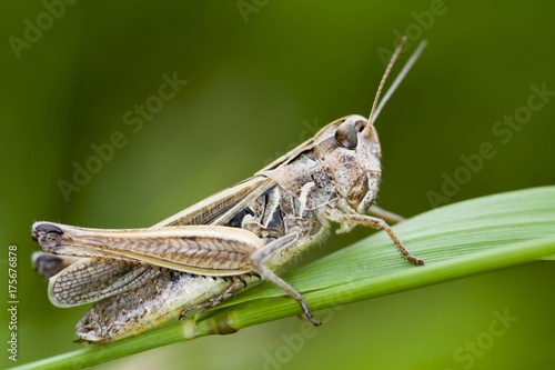 Common field grasshopper (Chorthippus brunneus) © imageBROKER