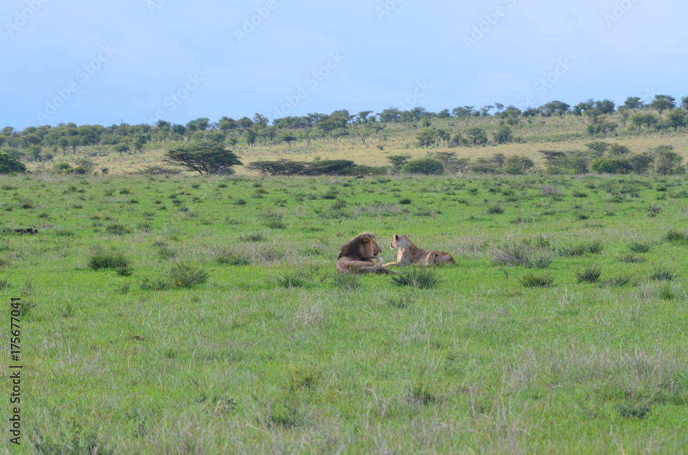 The African animals. Tanzania The African animals. Tanzania