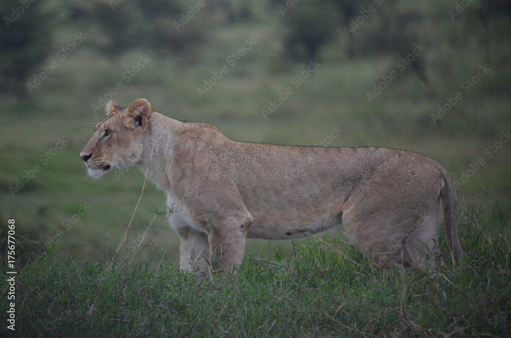 The African animals. Tanzania The African animals. Tanzania