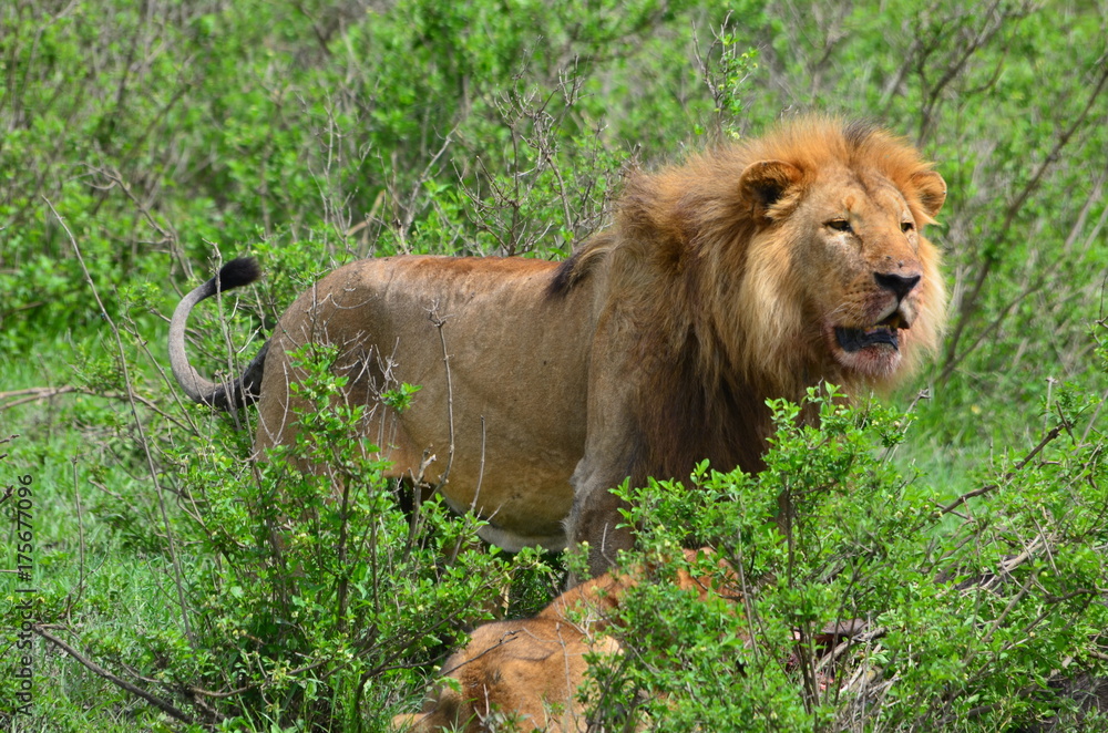 Naklejka premium The African animals. Tanzania