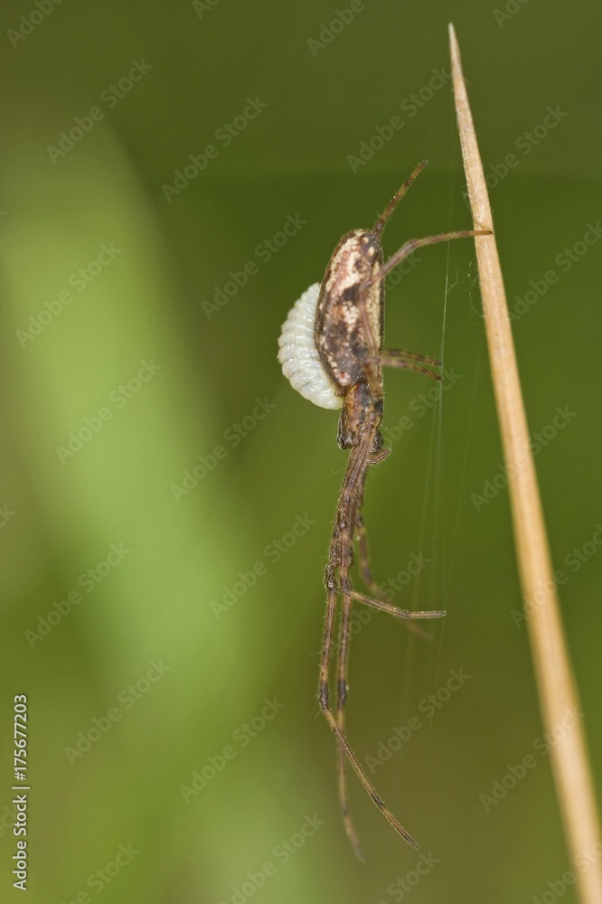 Long-jawed spider (Tetragnatha extensa) with ichneumon (Ichneumonidae) as parasite Long-jawed spider (Tetragnatha extensa) with ichneumon (Ichneumonidae) as parasite