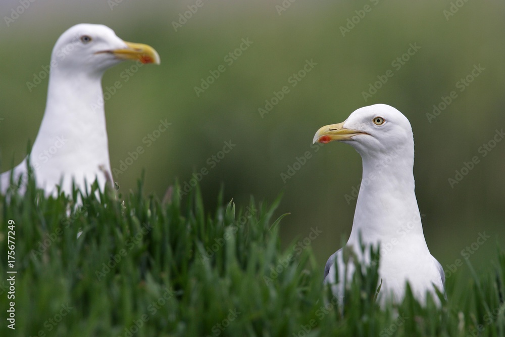 Herring gull pair of herring gulls (Larus argentatus) Herring gull pair of herring gulls (Larus argentatus)