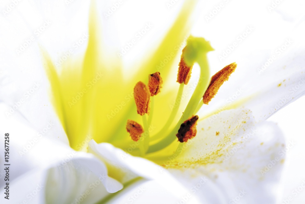 Obraz premium Lily (Lilium)