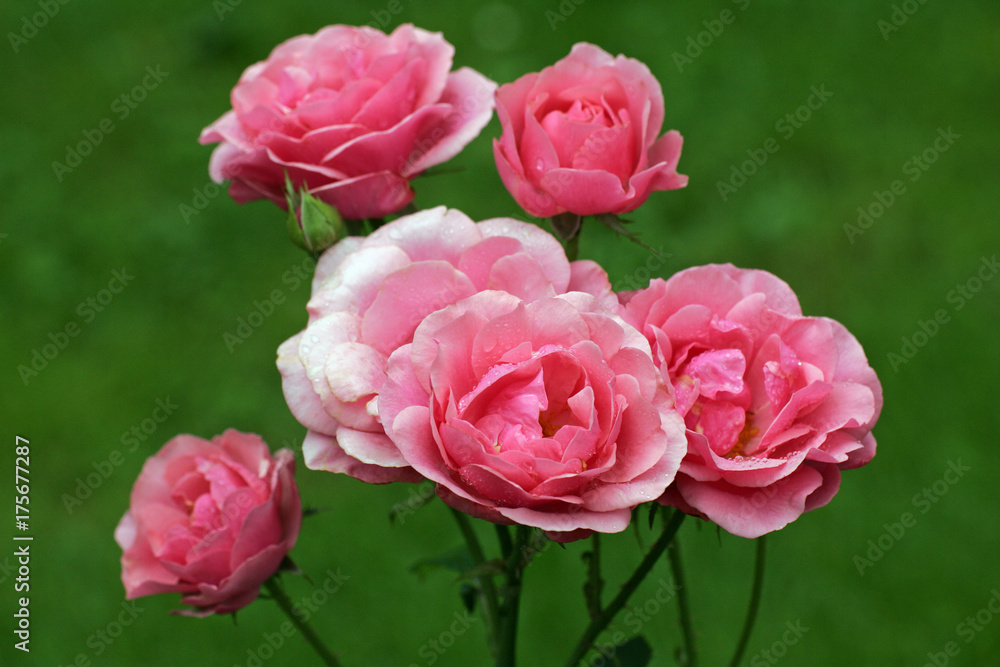 Rose cultivar Heidelinde - floribunda rose (Rosa Heidelinde) Rose cultivar Heidelinde - floribunda rose (Rosa Heidelinde)