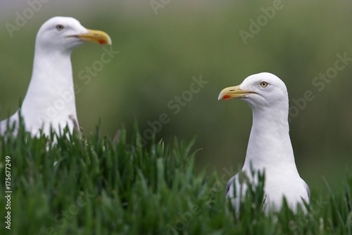 Herring gull  pair of herring gulls  Larus argentatus 