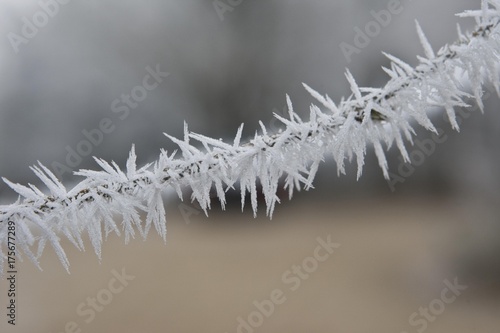 Twig and ice crystals, Hesse, Germany, Europe © imageBROKER