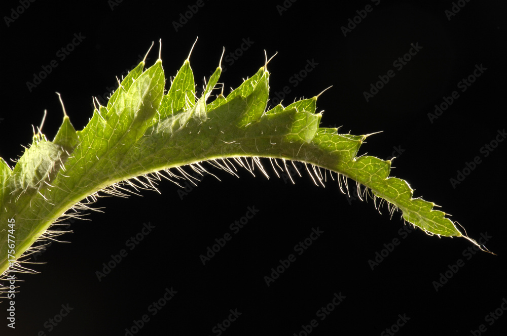 Fototapeta premium Leaf of Corn poppy (Papaver rhoeas)