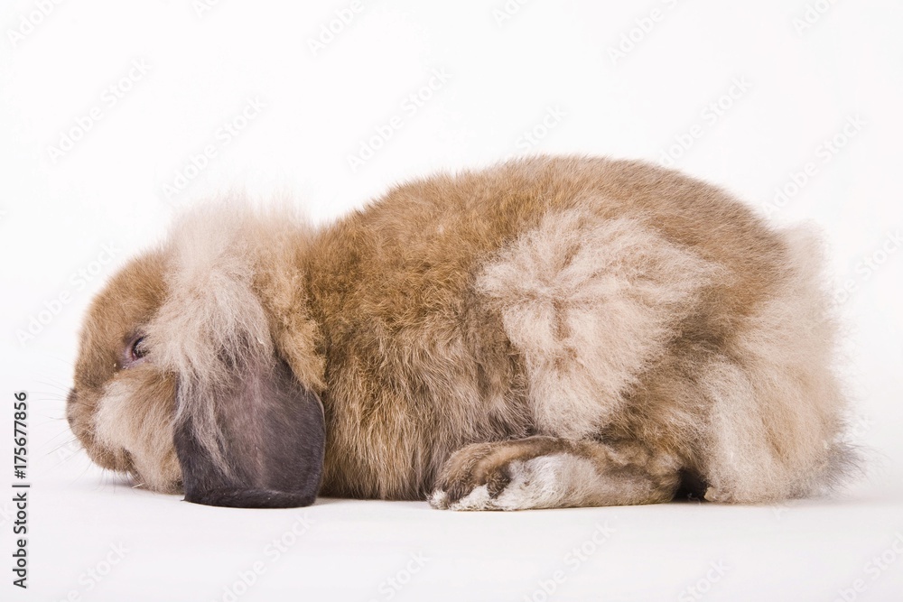 Fototapeta premium Ionhead rabbit