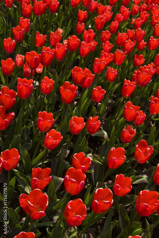 Obraz premium Tulips (Tulipa), Keukenhof, Holland, Netherlands, Europe