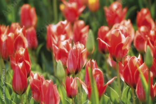 Red tulips  Tulipa 