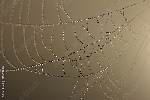 Cobweb decorated with dew
