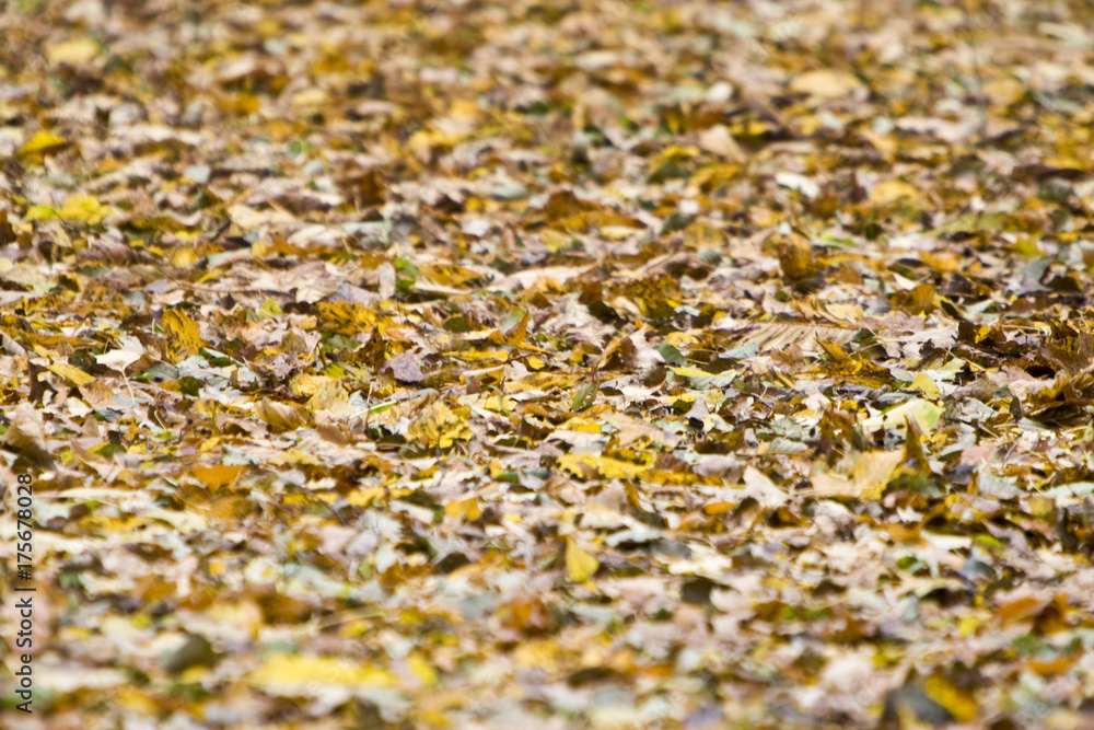 Forest track with autumn foliage in the rain Forest track with autumn foliage in the rain