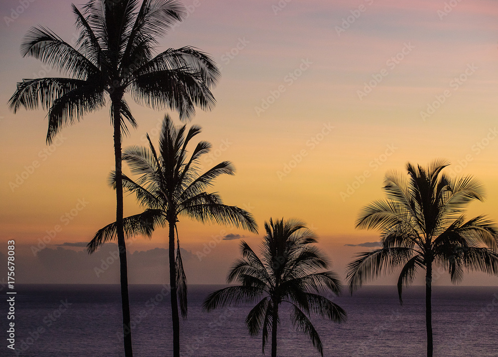 Tropical palm trees during sunset