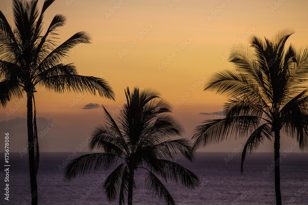 Palm trees on a tropical island during a colorful sunset