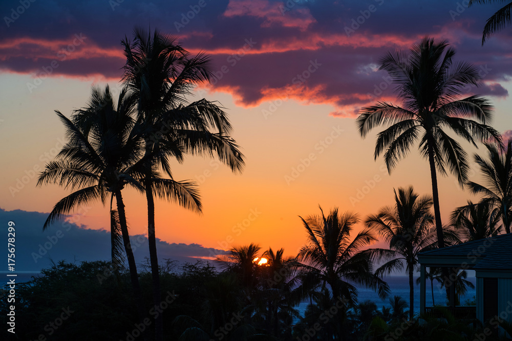 Tropical palm trees during island sunset