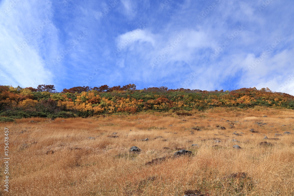 Fototapeta premium 鳥海山の草紅葉 Mt.Chokai, Yamagata, Japan