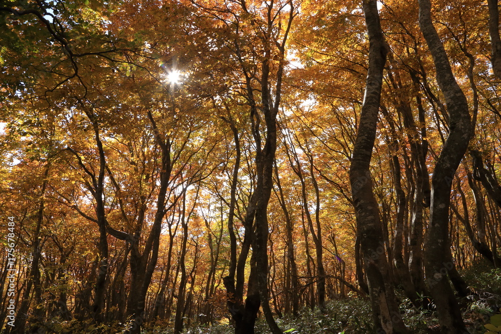 Fototapeta premium ブナの原生林の黄葉 Mt.Chokai, Yamagata, Japan 