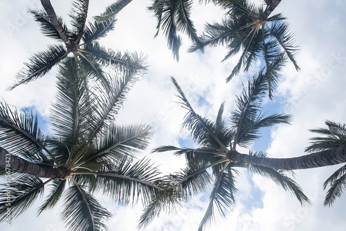 Looking up at palm trees © Mat Hayward
