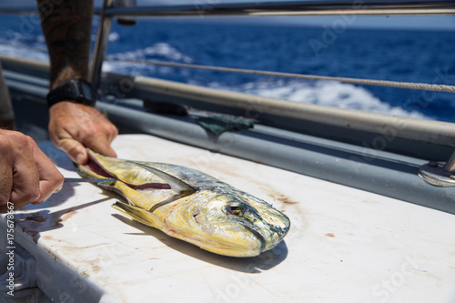 Photography Fresh cut fish on an ocean charter boat
