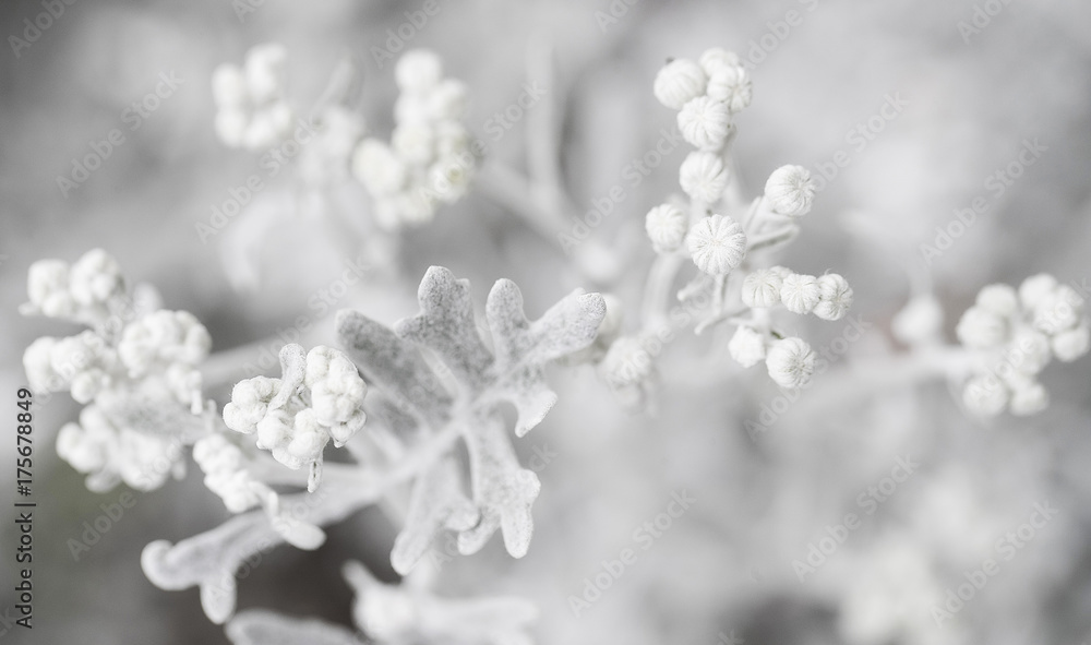 White Plant Silverdust White Plant Silverdust