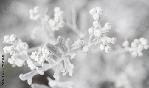 White Plant Silverdust