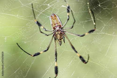 Golden Orb Spider, Golden silk orb-weaver (Nephila clavipes), Costa Rica, Central America