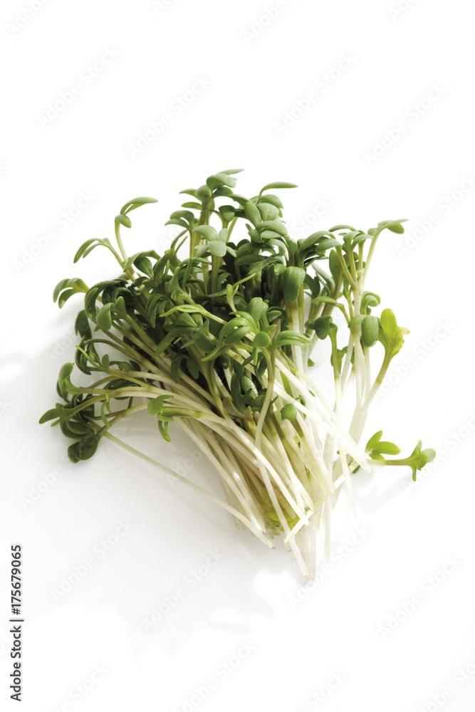 Garden Cress or Pepper Grass (Lepidium sativum) Garden Cress or Pepper Grass (Lepidium sativum)