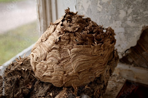 Hornets' nest, dormer window photo