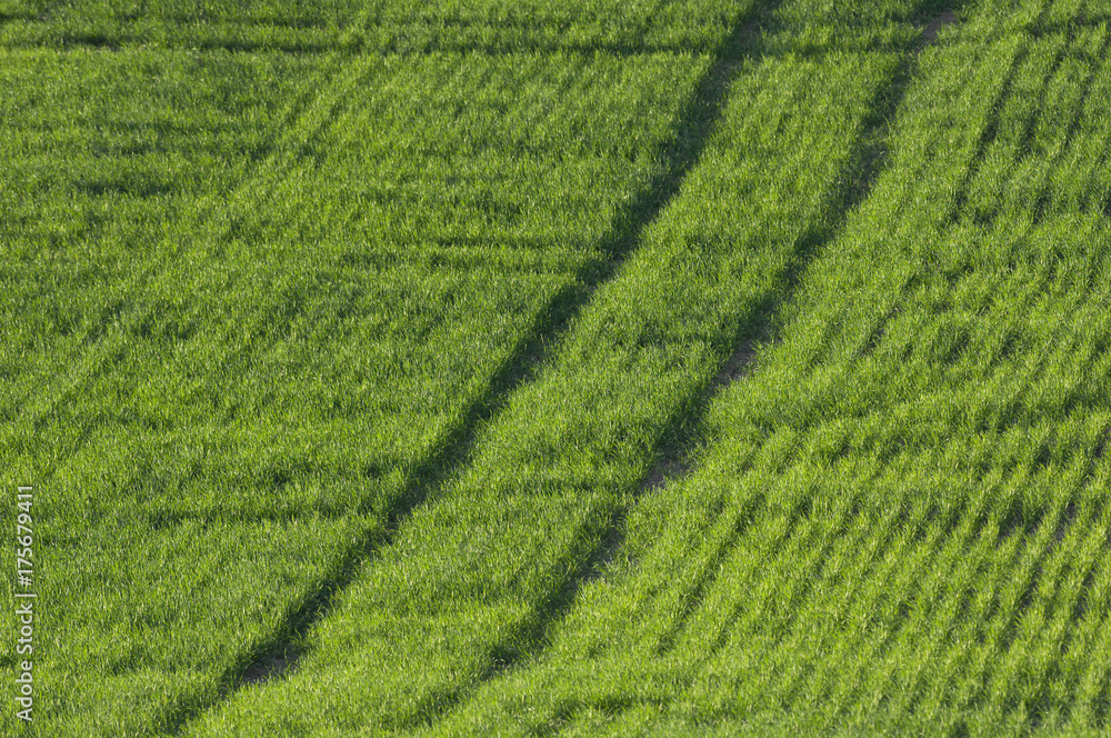 Field with traces of tractor