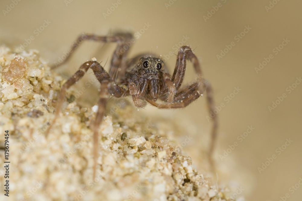 Wolf spiders (Pardosa lugubris)