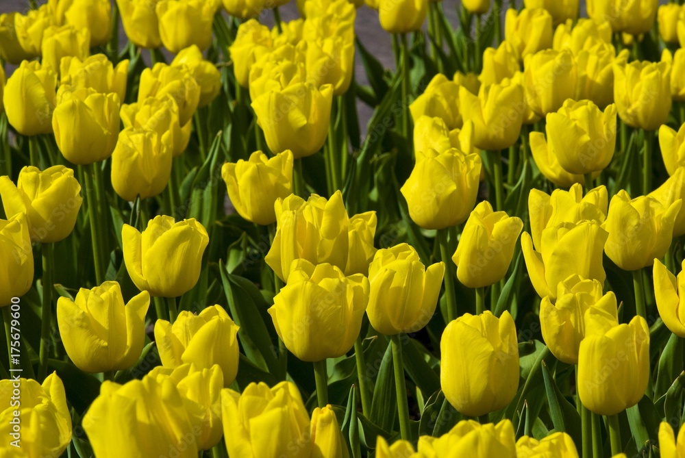 Tulips (Tulipa), Keukenhof, Holland, Netherlands, Europe Tulips (Tulipa), Keukenhof, Holland, Netherlands, Europe