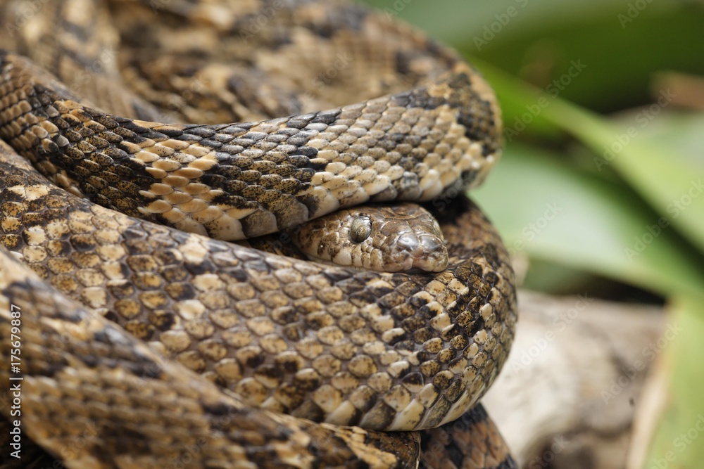 Lyre Snake (Trimorphodon biscutatus), Costa Rica, Central America Lyre Snake (Trimorphodon biscutatus), Costa Rica, Central America