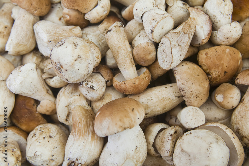 Edible boletus (Boletus edulis) Edible boletus (Boletus edulis)