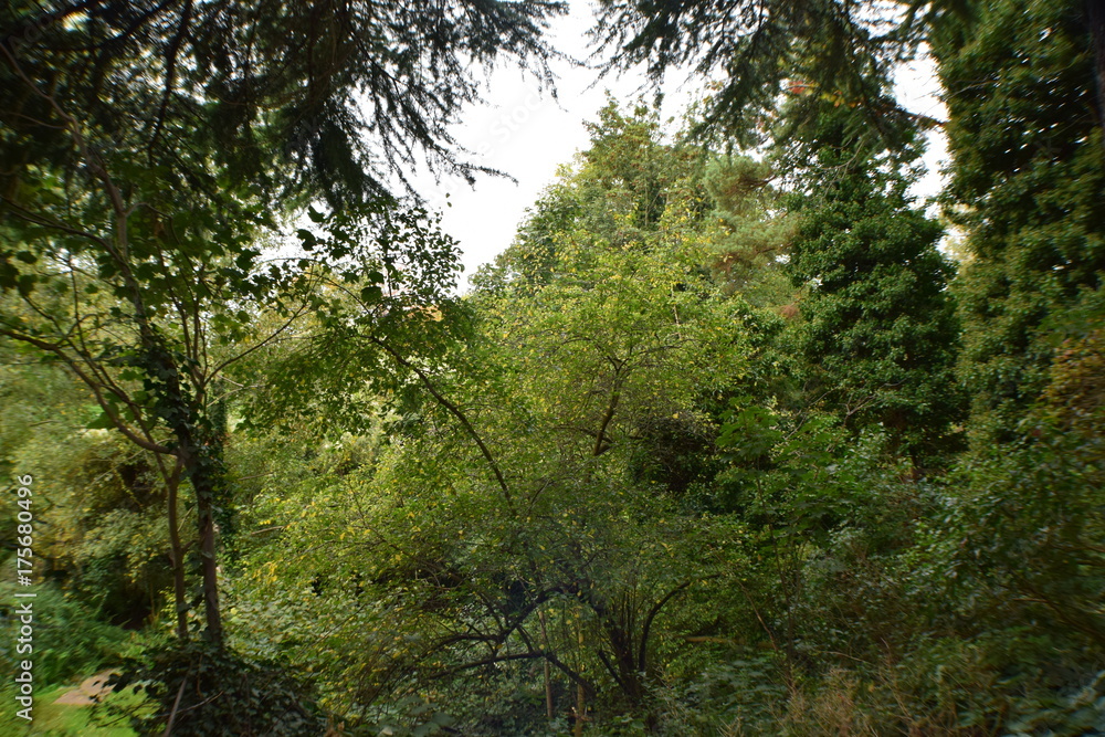 Fototapeta premium Drzewa w parku