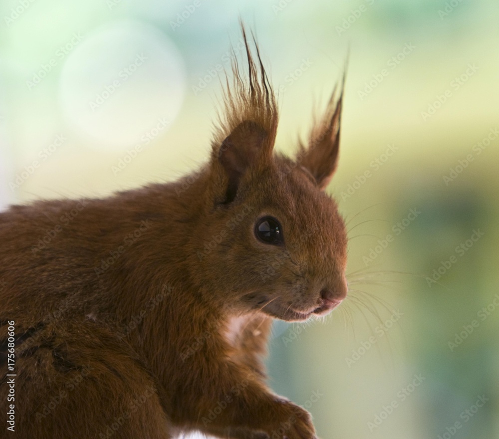 Red Squirrel (Sciurus vulgaris), Hesse, Germany, Europe Red Squirrel (Sciurus vulgaris), Hesse, Germany, Europe