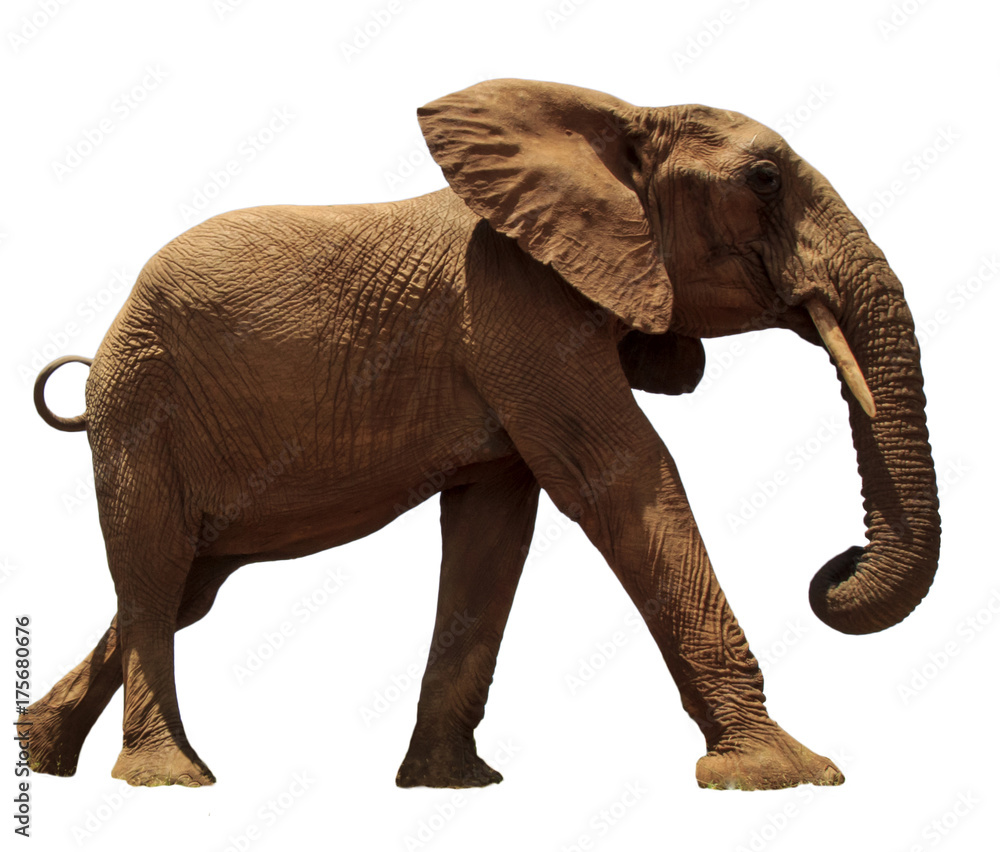 Obraz premium African Elephant isolated on white background